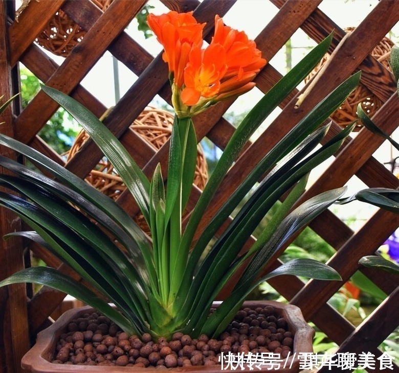 浇水|“春不出,夏不晒,秋不干,冬不湿”,君子兰的四季莳养