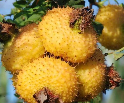 美容養(yǎng)顏|適合女性吃的三種食物,美容養(yǎng)顏,延緩衰老,令肌膚保持光澤美麗