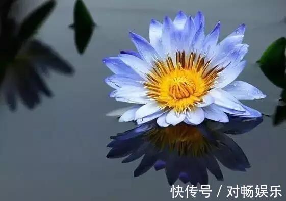 世界上最贵的花,一盆就是一座房子!看过的贵气满满