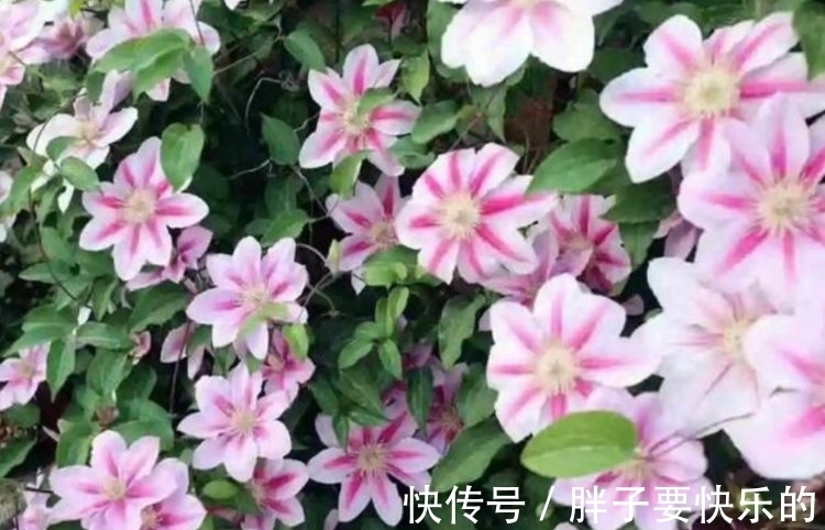 木香花木香花|庭院选这几款花，花姿妖娆，花开娇艳美不胜收，一年四季都赏花