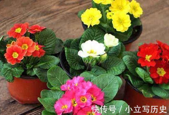 深秋逛花市,看到4种花随便买,再冷都能开花爆盆,十分漂亮