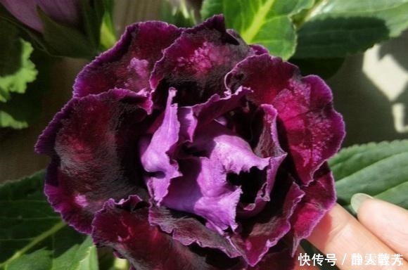 大岩桐花|一种四季开花的花，用叶子都能“插活”，漂亮又好养，不养可惜了！