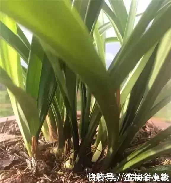 营养|盆里灌点饮料,盆土疏松有营养,10年不用换土花也长得旺