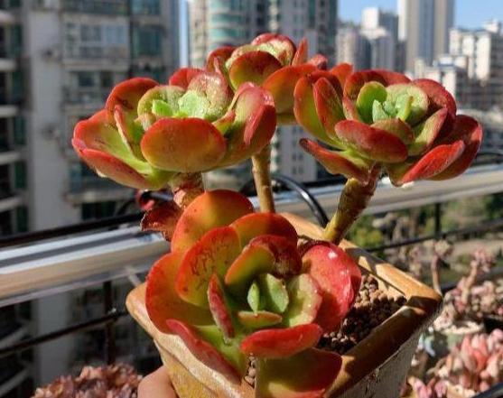 养多肉,一到夏季就徒长、黑腐、化水谨记3点保管枝叶繁茂