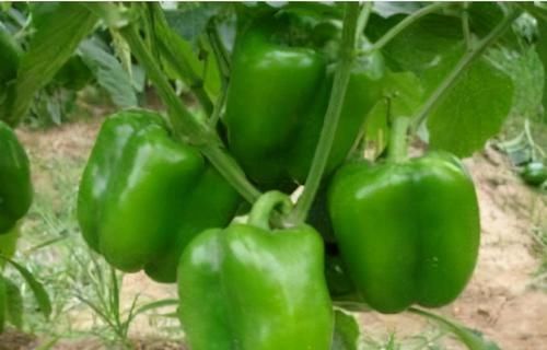 鞣花酸|对身体最好的3种食物，排毒养颜、延缓衰老，好吃又不贵！