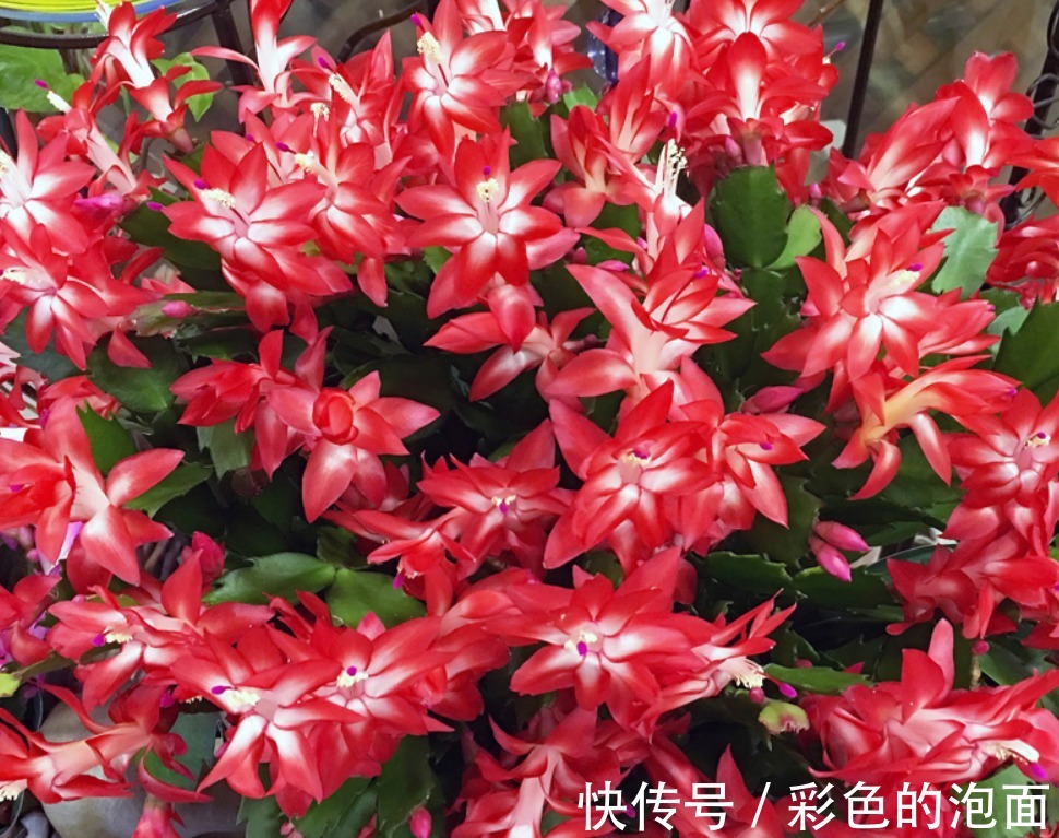 夏季|夏季经常给蟹爪兰浇这种水，防黑腐壮根系