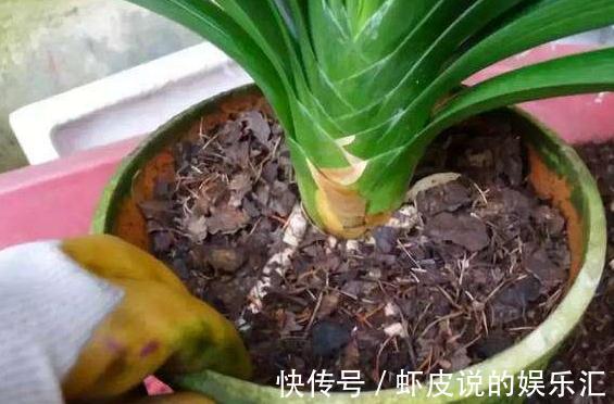 深秋时分，自制2种万能土，来年换盆用上它，肥效足开花旺