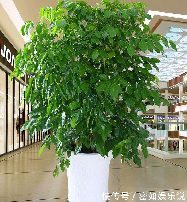 盆景里的镇宅树,桂花树、幸福树、平安树,堪称“吉祥三宝”