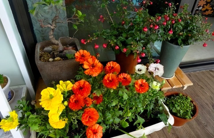 橙皮养花不能直接用，制成水肥使，1月1次，植物有精神