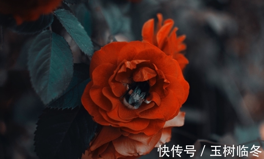 善良|集天使与“恶魔”为一身的生肖,既能善良,又能狠心,别轻易招惹