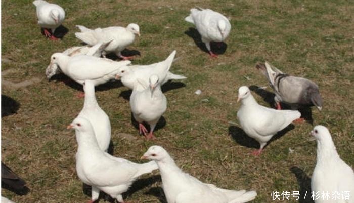 放血|老话说“一鸽胜九鸡”,为何杀鸽子时不能放血,而用水淹死