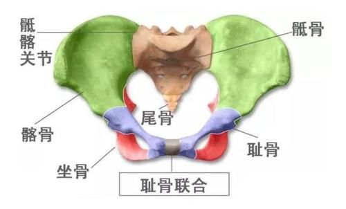 “耻骨痛”到底是哪里痛？这五类孕妇更容易中招，孕期要谨慎