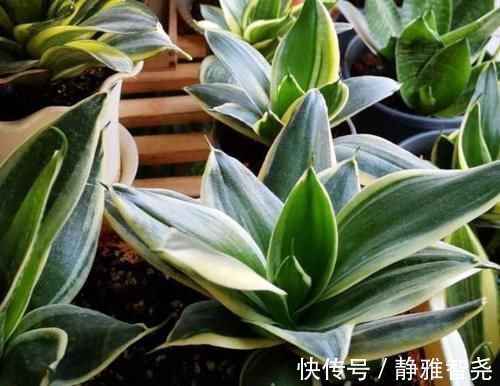 室内放绿萝、吊兰净化空气除臭味早过时了，现在更盛行虎皮兰