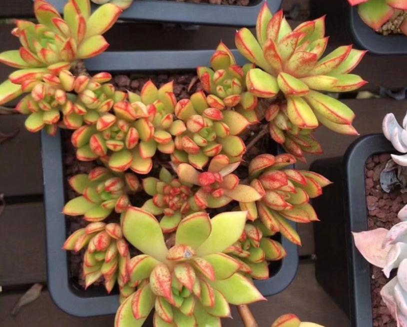 多肉浇水秘笈,各位肉友大神们怎么看