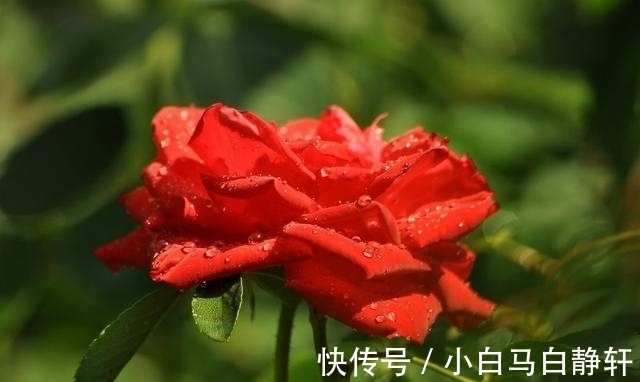 财运|进入8月中下旬，财运如芝麻开花节节高，大吉大利