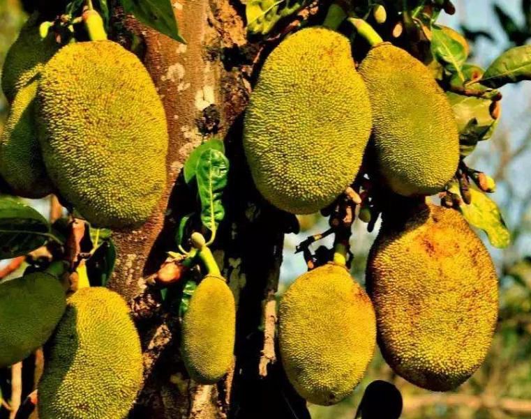  营养|菠萝蜜最好一次吃几颗？“菠萝蜜”该怎么储存，能保存其中营养？