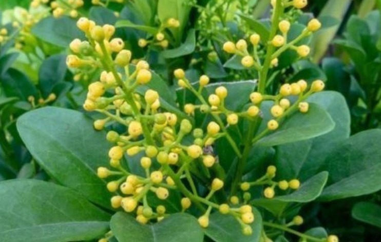 沙漠玫瑰沙漠玫瑰|漂亮的4种花,比玫瑰好看,比绿萝好养,10元1盆,阳台变花海!