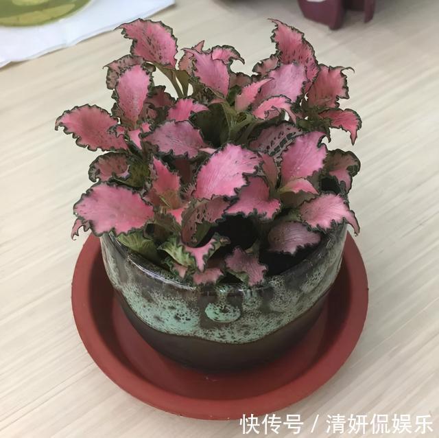 观音莲|天生“体阴”的6种花，晒太阳易黄叶，阴一点反而长得绿油油