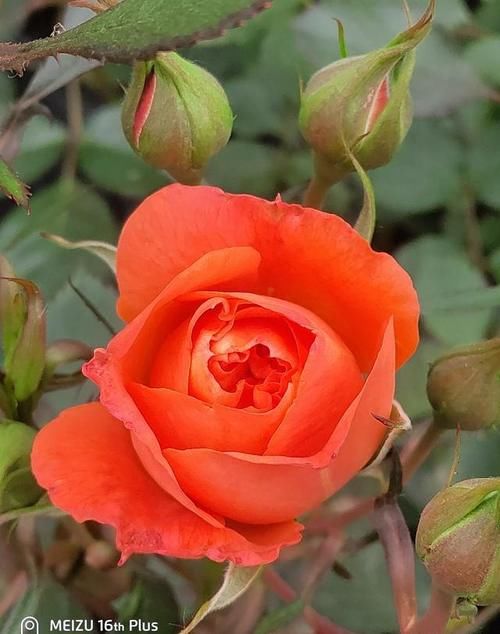 月季果汁阳台有几个颜色的？