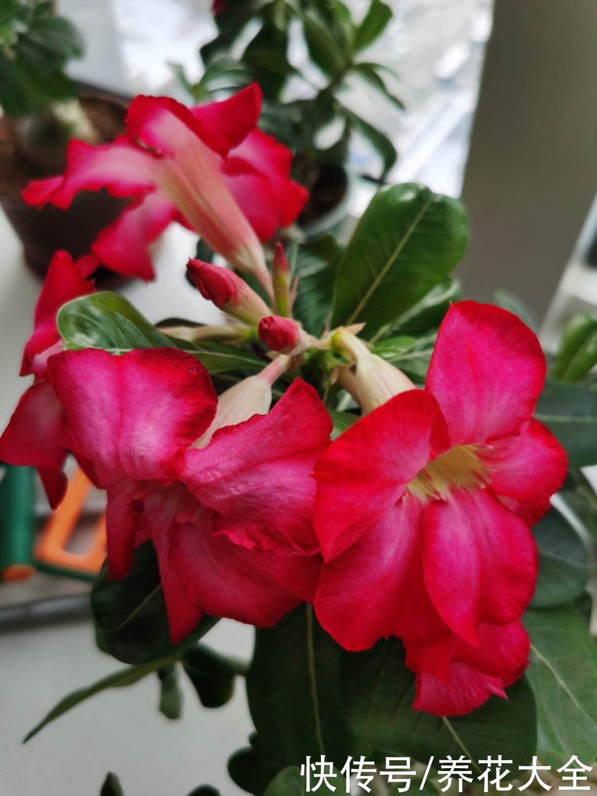 办公桌上养盆花,皮实好养又招财,天天看着心情好