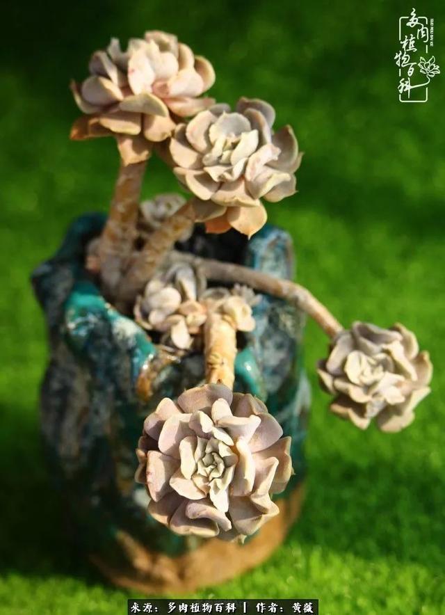 养了三年多肉，终于明白佛系养肉才是王道！