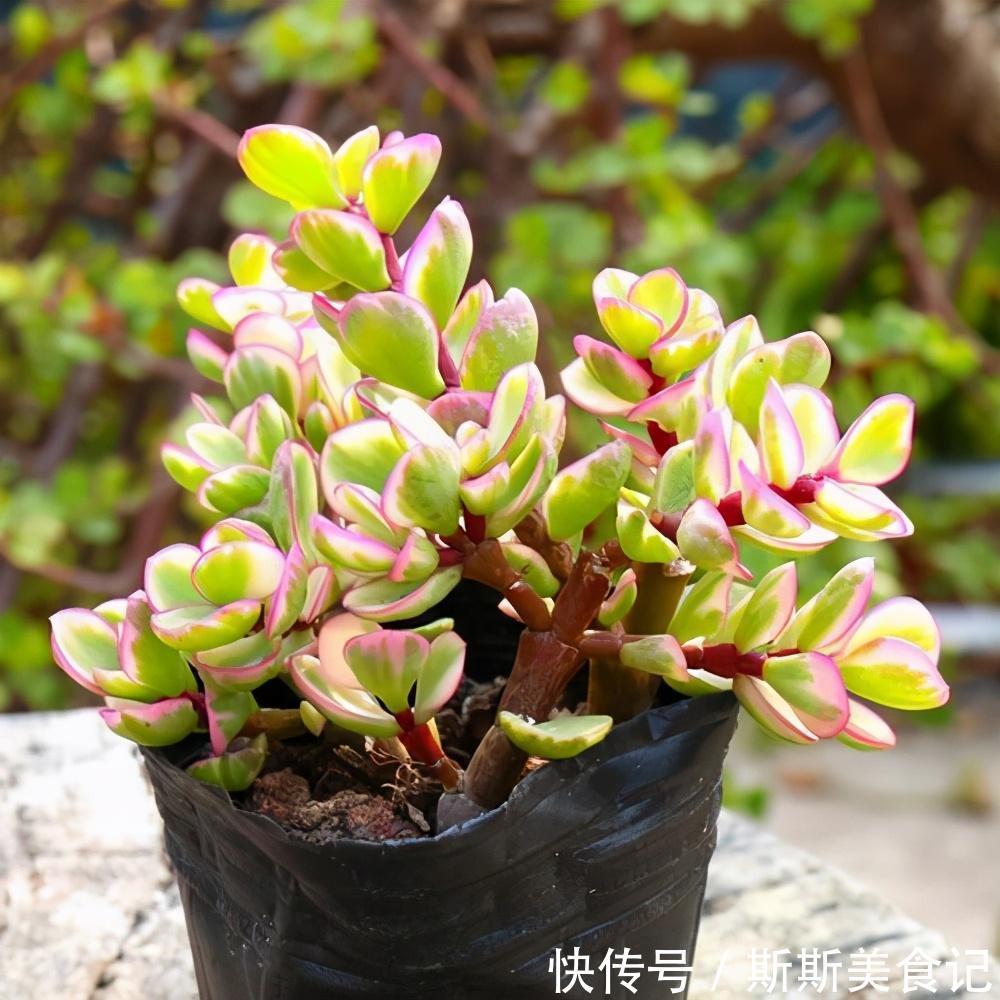 金边|不要再花很多钱买盆景了，这3种花，养得好就是最漂亮的盆景