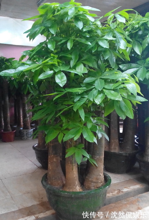 铜钱草|5种“有钱花”,满盆“铜钱叶”,越养钱越多,有钱人家都爱养它