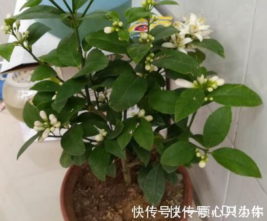 盆栽|4种“杀菌花”,冬天养几盆,清香漂亮,空气清新,家里人少生病