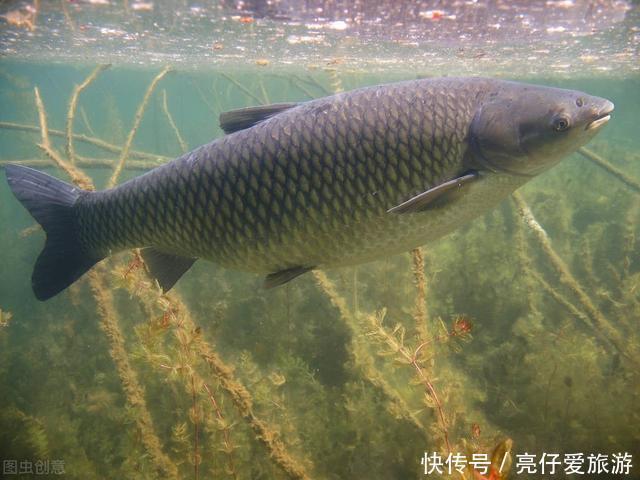 夏钓草鱼全攻略,看懂弄明白,想钓草鱼就是这么简单