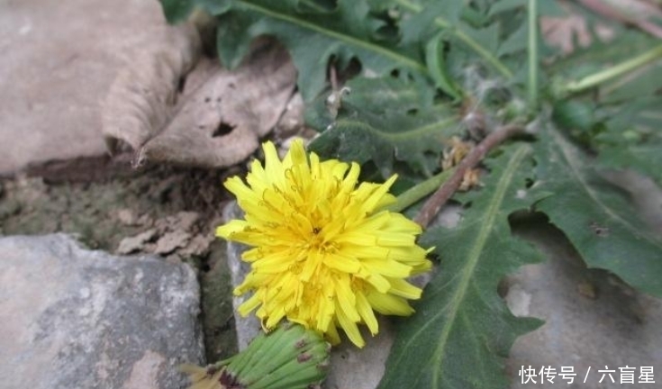 农村田野常见的蒲公英有什么用途?