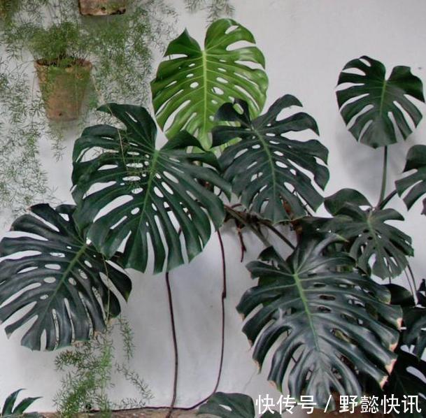 空气|净化空气室内盆栽这3款绿植,夜间不与人争氧,还促进睡眠