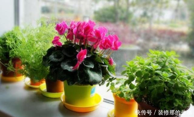 保证|喜欢在家养花?学会3条管理经验,保证啥花都能轻松养好