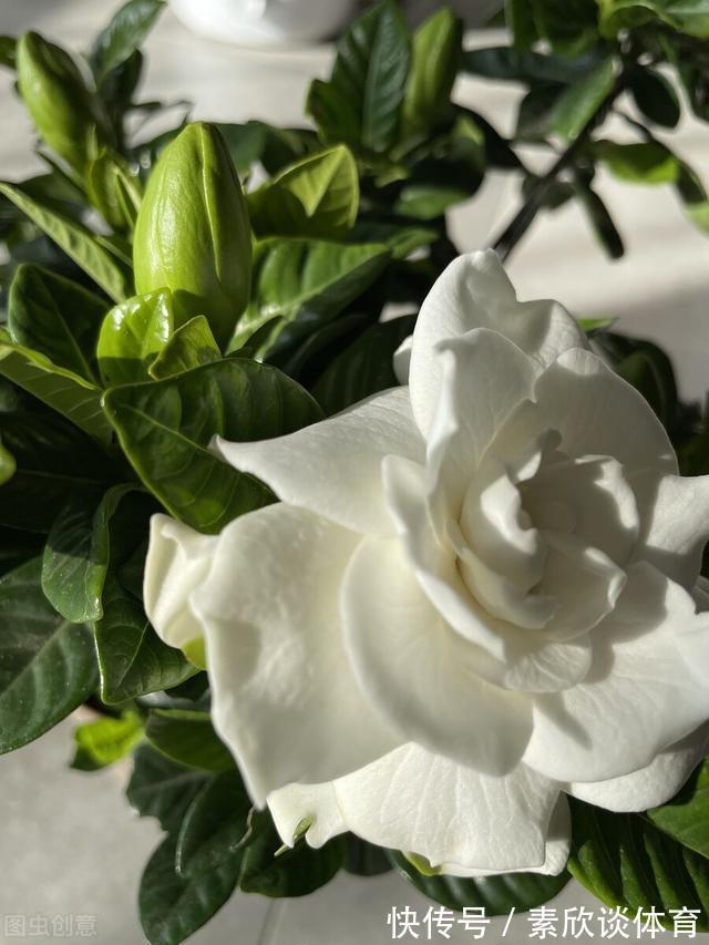 年宵花|如果不是万不得已,这3种花年后再买,省钱又好养