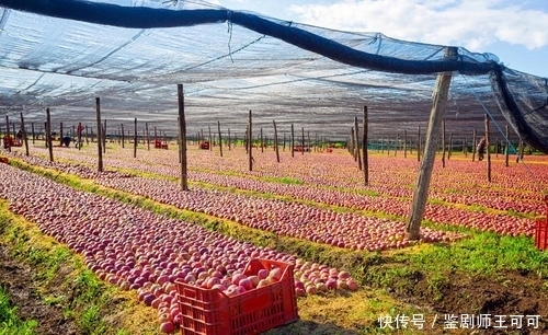 90后的新农人,采用新技术,愿做新型农业的引领者