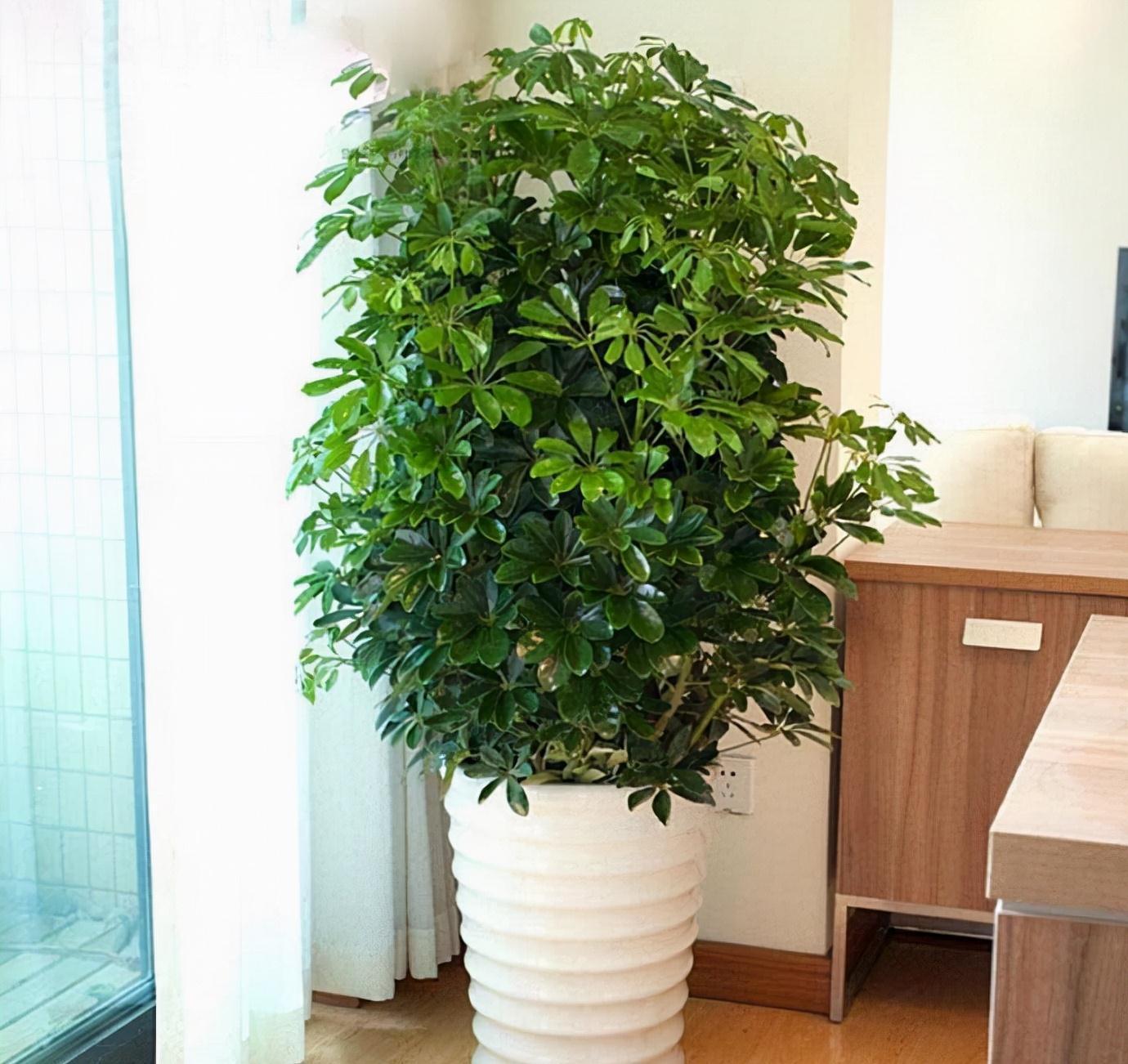 家养鸭脚木,学会一招,越养越多越养越旺,净化空气又美观