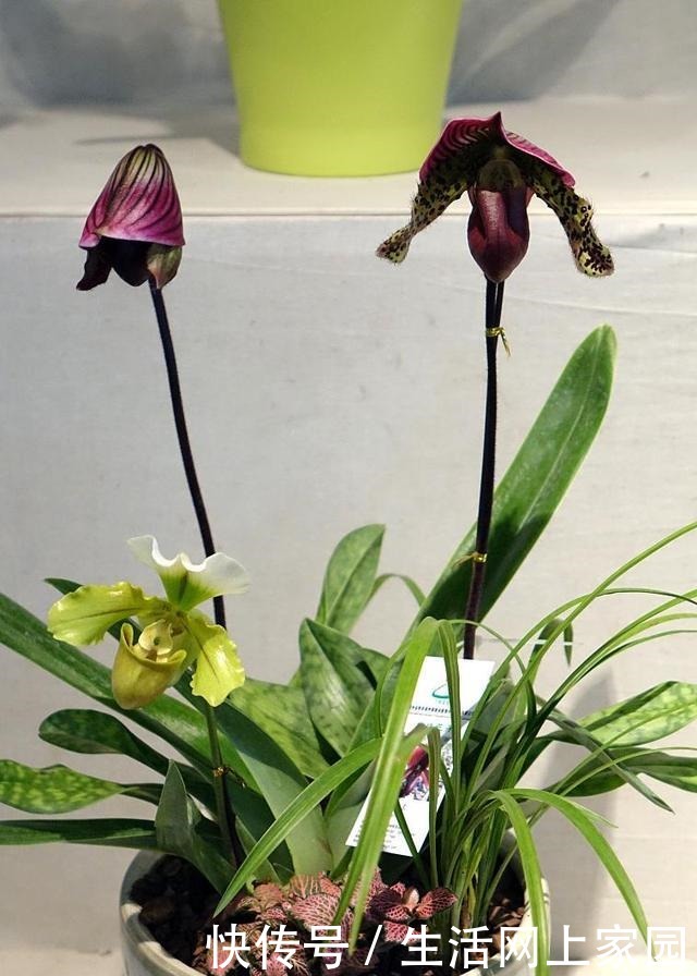 6种人“不适合”养花,买了花也“活不久”,浪费钱!