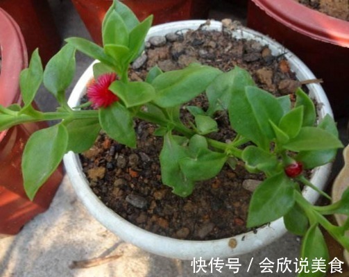 蟹爪兰|11月初,3种花不用买,“剪”个枝叶插土里,不久长满一整盆!