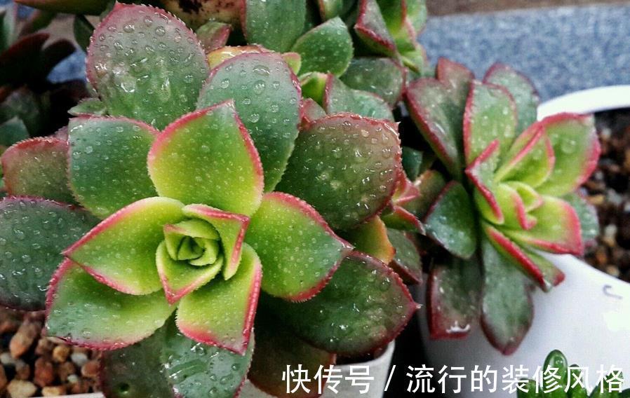 修剪|多肉艳日辉,看着不起眼,但做好这些却能轻松养成老桩