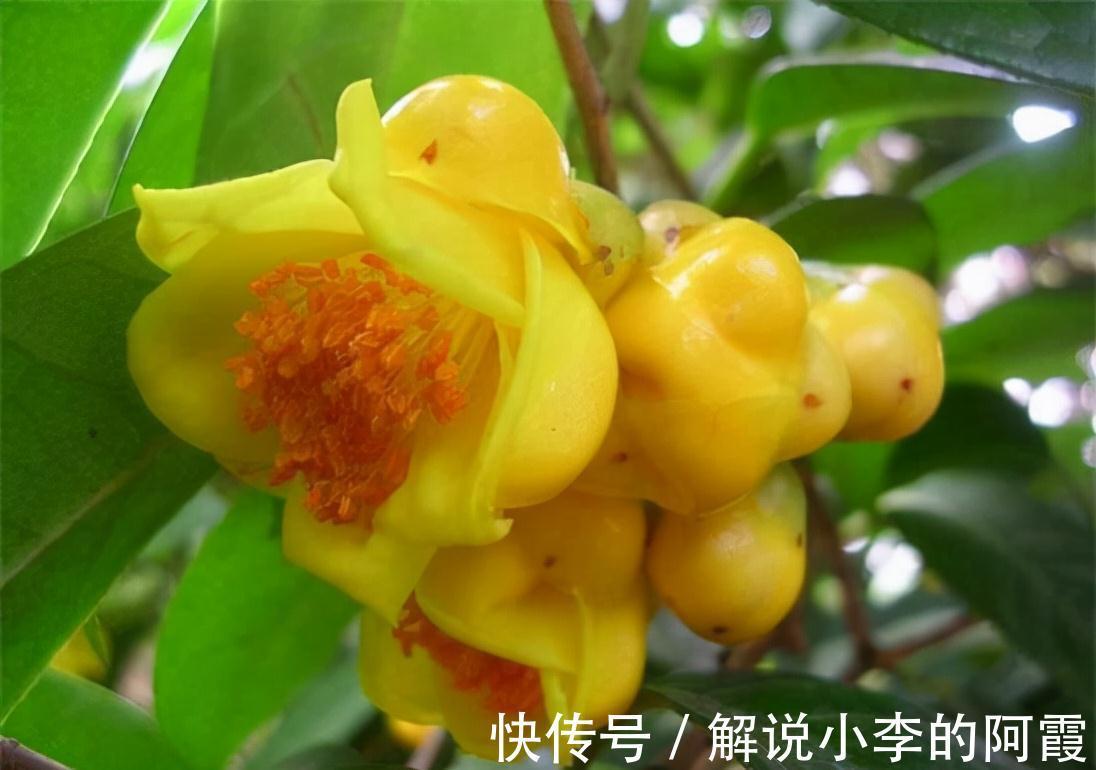 此花真不错,花色金黄,营养丰富,观赏食用两不误,你见过吗