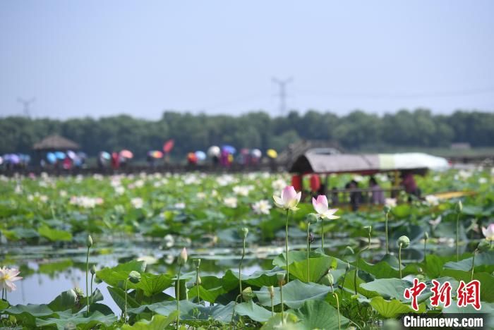 荷花淀|安徽淮南：千亩荷花绽放淮河腹地焦岗湖