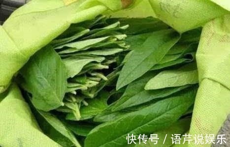 美容|农村常见的叶子,男人吃了强身,女人吃了美容,城里人还不知道!