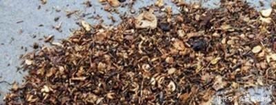 春天换盆“旧土”怎么办加2种“东西”,养花肥沃疏松,能爆盆!