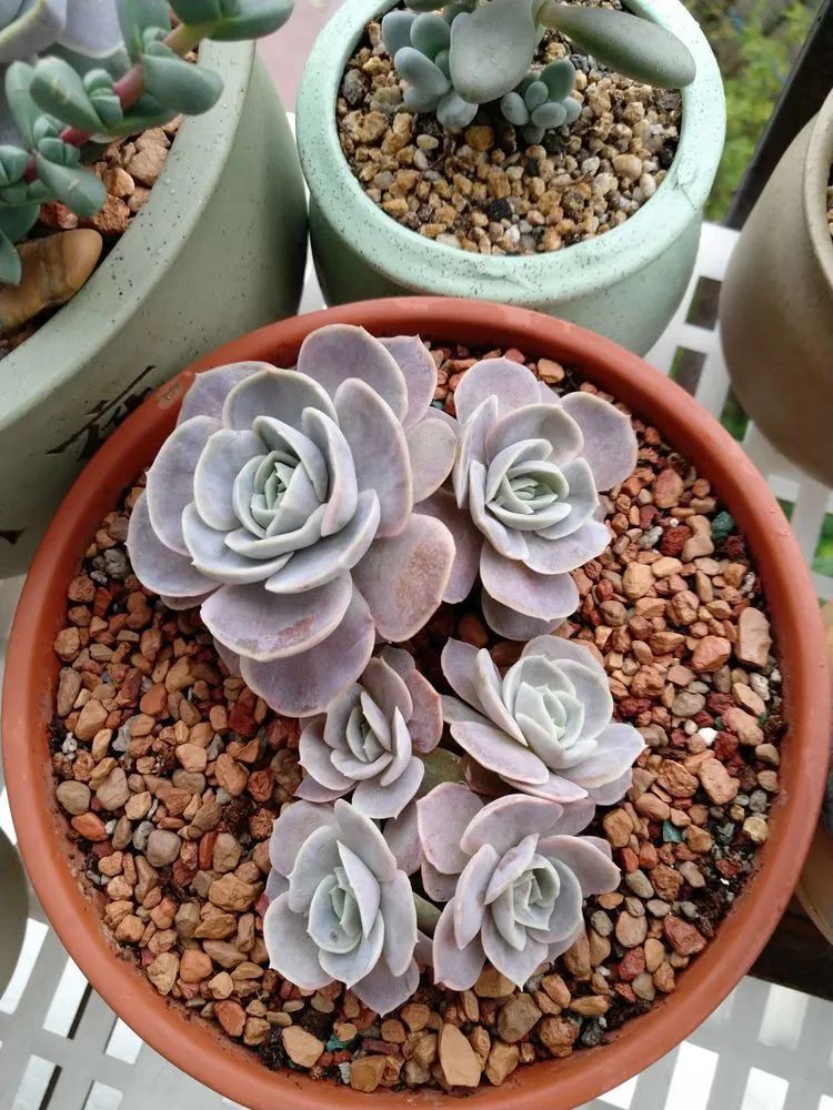 养肉三年，分享养肉经验，谈谈适合逆开挂区的多肉！