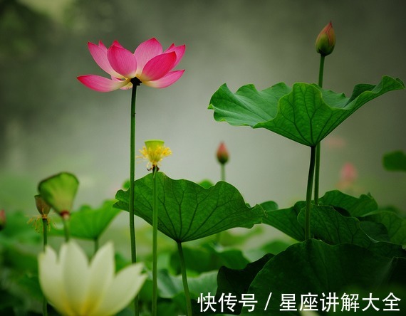 吉星|到了8月中旬，4属相吉星进门，桃花临身，财运如虹，日子红火