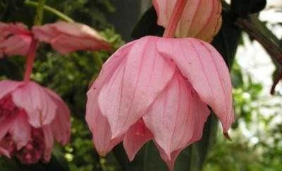 好养|此几款花卉美过玫瑰,一开就是300多天,花期又长又好养