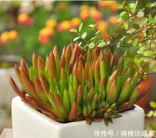 野外4种“野盆栽”,随便挖回家一棵,漂亮无比,省下买花钱