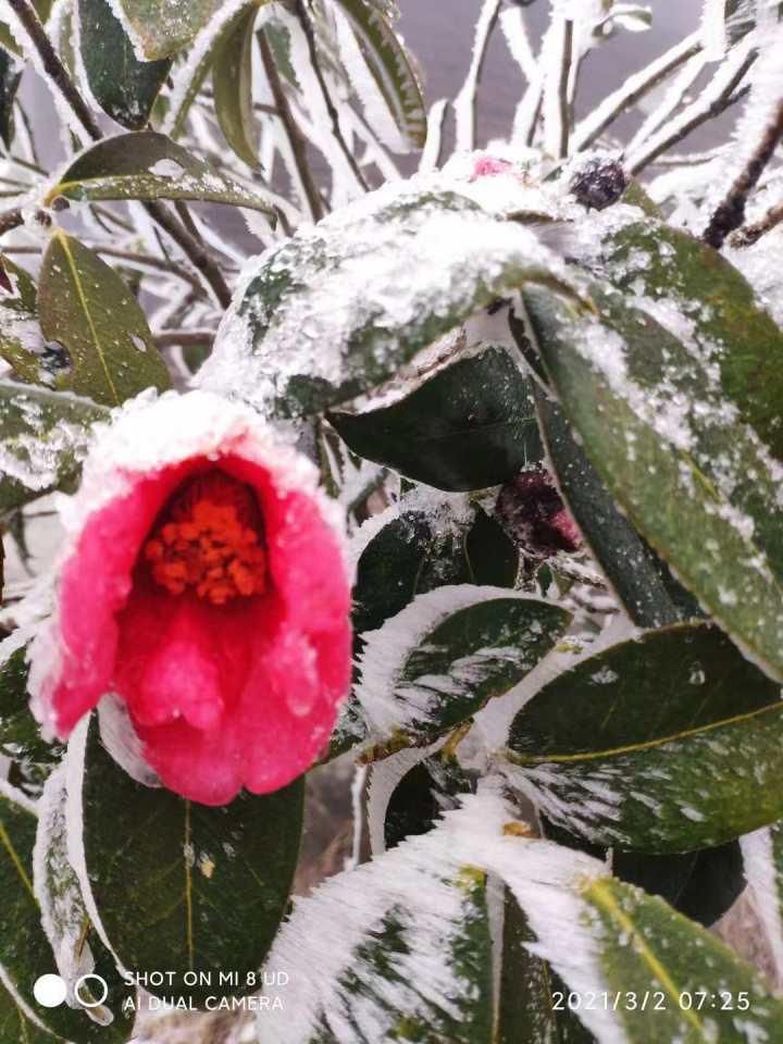 当雪花加入春天的百花齐放后，杭州这里美成了仙境！有人激动地写了诗