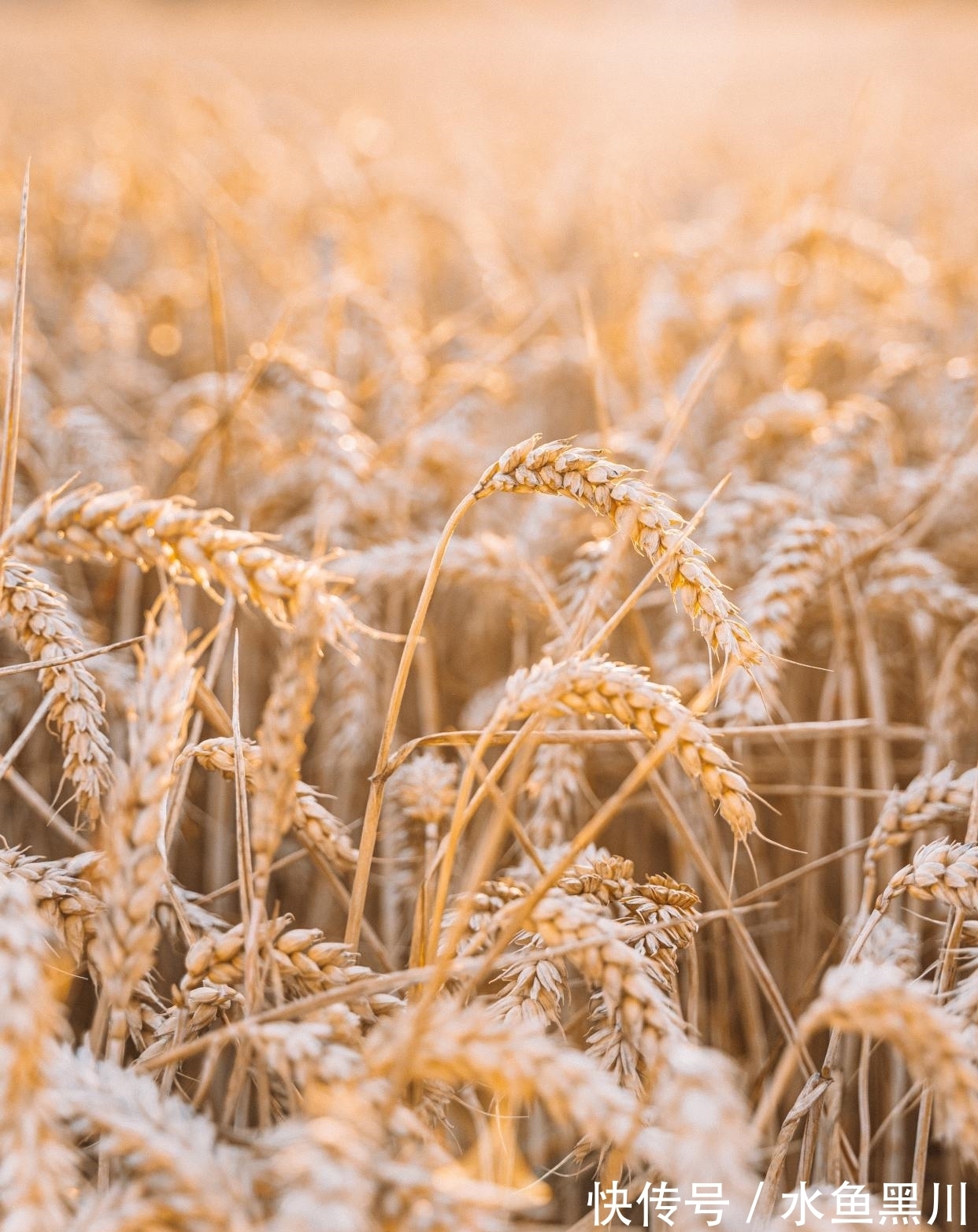 马谡#10句流传很广的民俗谚语,句句大白话,却讲出基本的为人处世道理