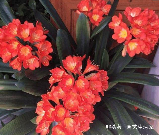 君子兰|君子兰盆里加点它,养10年都不烂根,一个月开花爆盆不是问题!