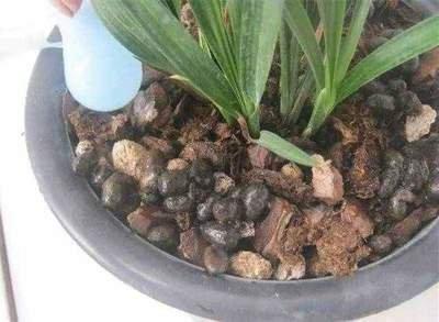 养花土壤“硬邦邦”，撒把“干肥”，瞬间变“肥沃”，养啥花都旺